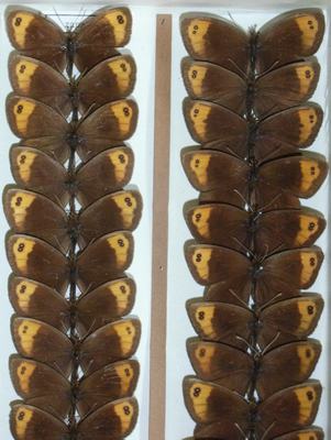 Lee más sobre el artículo Joana Cera: Abandonar unas llaves, aceptar otras.