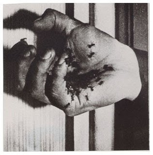 Lee más sobre el artículo De las hormigas a las cucarachas