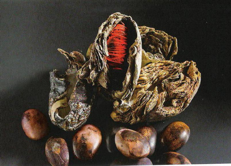 Lee más sobre el artículo Joaquín Vidal: Clase Insectae. Duets