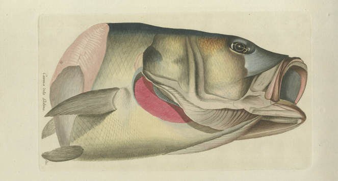 Lee más sobre el artículo Peces de los mares de España. Un proyecto ecológico del siglo XVIII